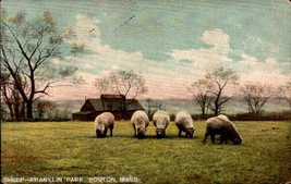 Undivided Back POSTCARD- Sheep - Franklin Park, Boston, Mass BK49 - £3.48 GBP