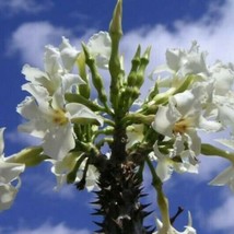 Best USA Seller Pachypodium Rutenbergianum Var Rutenbergianum Madagascan... - £17.91 GBP