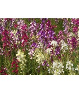 1/4 Oz Snapdragon Seed Northern Lights Bulk Flower Seed About 26000 Fast... - $408.26 MXN