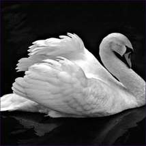Dream Voyage of The Swan Attunement - £23.97 GBP