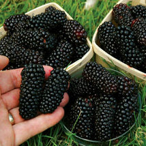 100 Thornless Blackberry Seeds Fruit Home Garden Plant - £7.81 GBP