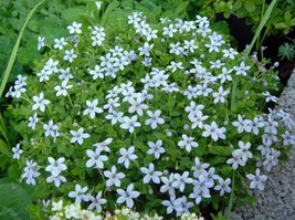 Baby Blue Star Carpet Plant Pratia pedunculata 2.5&quot; Pot - $27.99
