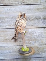 Stuffed European OWL Taxidermy Owl asio otus Bird Scarecrow standing mount - £219.27 GBP