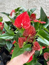 Anthurium Red, Flamingo Lily, andraeanum Linden ex Andre Painter&#39;s Palette in 4  - £14.74 GBP