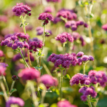 USA Non GMO 200 Seeds Floss Flower Ageratum Red Flint  - £7.11 GBP