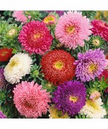 Aster Powderpuff Mix 50 Flower Seeds - $146.38 MXN
