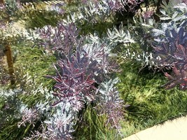 10 Seeds PURPLE ACACIA Baileyana Purpurea Fernleaf Mimosa Tree Yellow Flower - $17.05