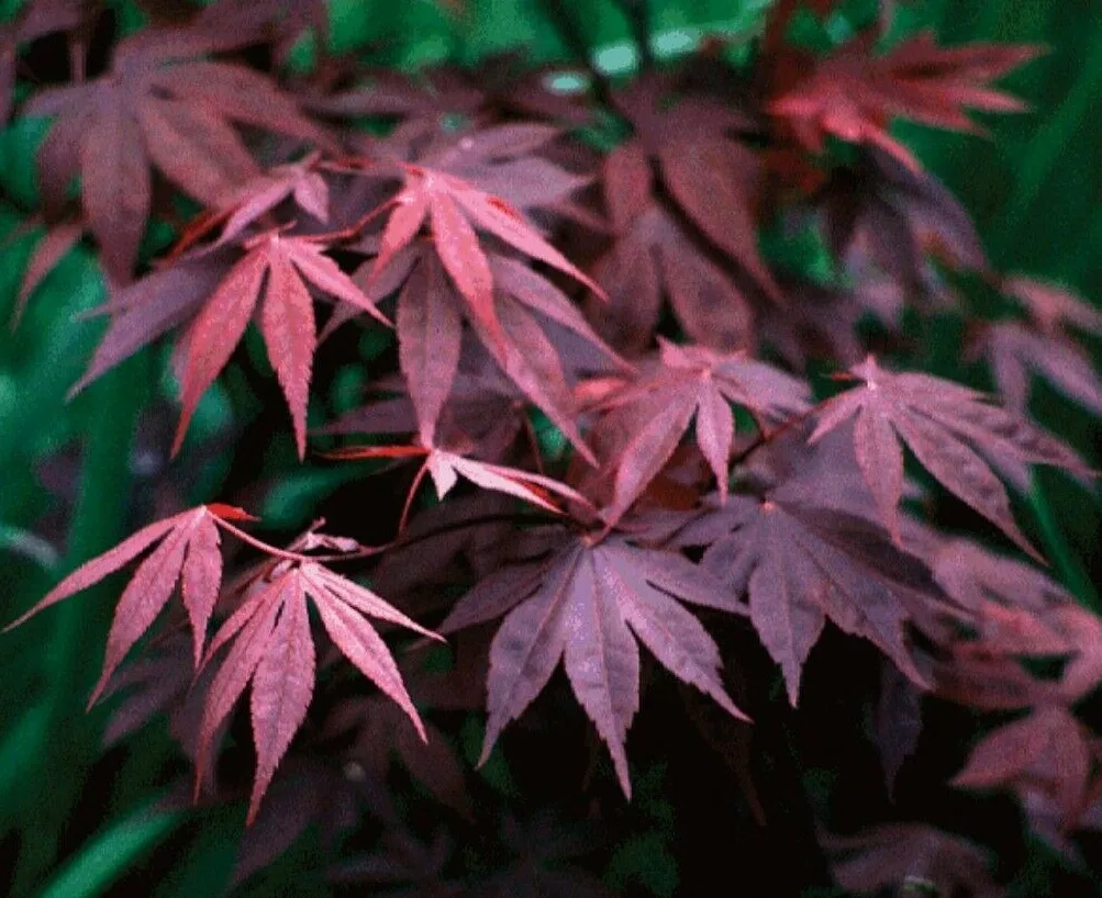 Bloodgood Japanese Maple Tree 24-36&quot; Tall Gallon 2-3 Ft Tall Live Plant - £68.37 GBP