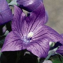 40 SEEDS VIOLET BLUE PLATYCODON BALLOON FLOWER PERENNIAL HEIRLOOM SEEDS ... - $8.35