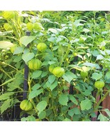 50 Grande Rio Verde Tomatillo 50 Non GMO 82 Heirloom Seeds - $11.00