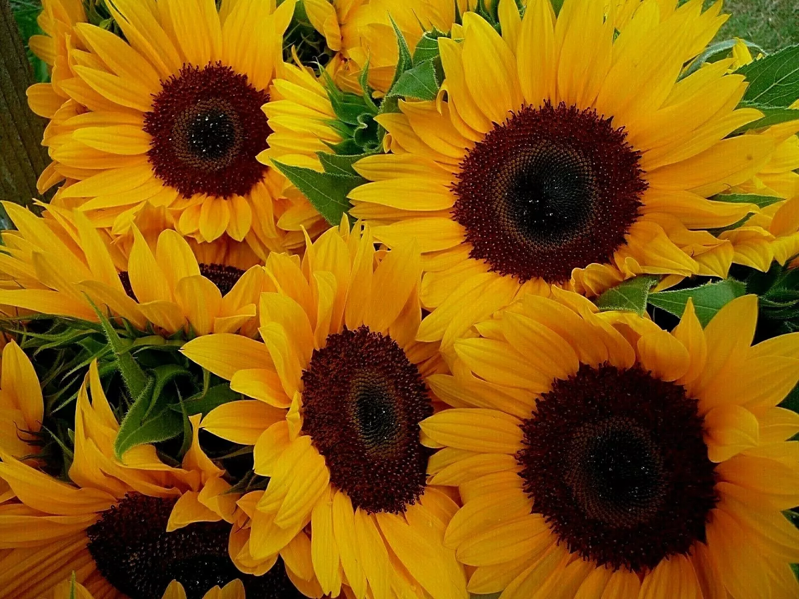 Solar Eclipse Sunflower Seeds 15 Seeds 4-5 Ft Tall Garden USA Seeds - £11.25 GBP