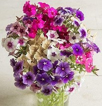 Annual Phlox Mixed Colors More Heirloom Organic Non Gmo Fruit Her Fresh - £8.59 GBP