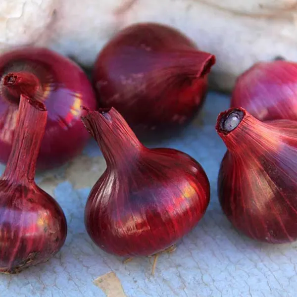 Organic Red Cipollini Onion Seeds Half Gram Delicious Tasty Grown In Usa... - $10.00