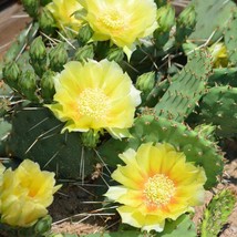 Eastern Prickly Pear Cactus Seeds Opuntia Humifusa 5 Seeds USA SELLER Fast Shipp - £24.52 GBP