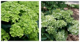 4&quot; Pot - FairyTrail Green Hydrangea- Green Blooms - gardening - £40.25 GBP