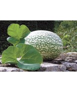 LKS 10 Shark Fin Melon Seeds Fig Leaf Gourd Very Vibrant Colors Home Garden - $23.57