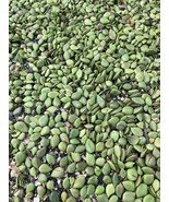  10 Black Mangrove Pods Premium Quality�� - $21.73 CAD