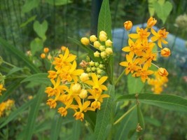 10 SEEDS SILKY GOLD TROPICAL MILKWEED HEIRLOOM SEEDS QUICK GROW LUSH GAR... - $8.35