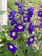200 Delphinium Blue White Larkspur Fast Annual Self Sow Flower Seeds Gar... - $11.15
