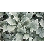 SML Dusty Miller Seeds Silver Cloud 50 Pelleted Seeds Bulk Seeds - $254.92 MXN