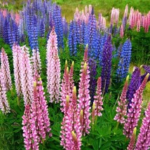 Fresh Seeds Bluepurple Lupine Seeds - $12.96