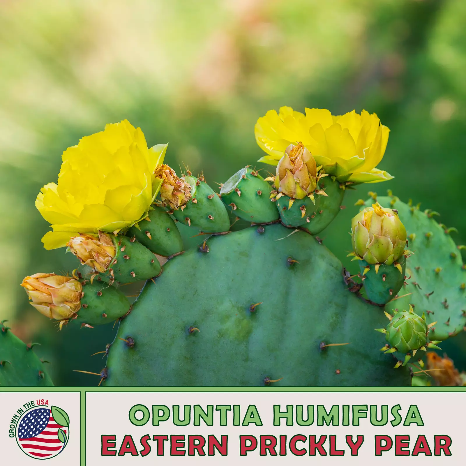 15 Eastern Prickly Pear Cactus Seeds, Opuntia humifusa, Native Perennial - $10.98