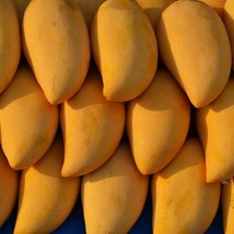 Mango Ataulfo (mangifera) live Tropical Fruit Tree 12”-24” - £54.47 GBP