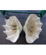Unique Rare Giant Clam Shell -Tridacna gigas - both halves from the same... - €4.278,63 EUR