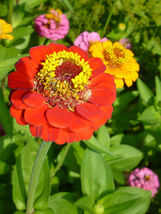 30 Giant Neon Orange Zinnia Seeds Flower Long Lasting Annual - £14.35 GBP