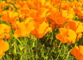 California Orange Poppy Flowers Seeds Organic Non Gmo Heirloom Seeds - $174.18 MXN