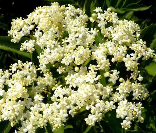 100 Bulk Seeds Butterfly Weed White Asclepias Incarnata  - £21.39 GBP