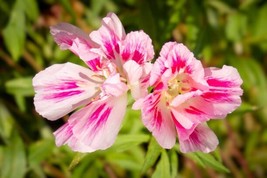 KBT 300 Farewell To Spring Seeds Non Gmo Heirloom Bulk Seeds - $170.06 MXN