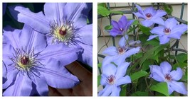 2 Ramona Clematis Blooming Huge 7 inch Blue Flowers Vine Starter Plant G... - £51.92 GBP