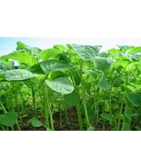 Bayam - Amaranthus caudatus Rumph Leaf (Dried), 80 Gram - $29.06 CAD