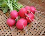 100 Pink Beauty Radish Seeds Non-Gmo Fast Shipping - $8.99