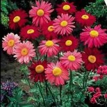 TH 50 + Robinson&#39;S Mélange Chrysanthème Fleurs Vivaces Seeds / Cerf Résistant / - £11.11 GBP