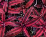 RED STAR Cryptanthus bivittatus AKA Earth Star Bromeliad Starter Plant - $24.41