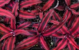 RED STAR Cryptanthus bivittatus AKA Earth Star Bromeliad Starter Plant - £19.23 GBP