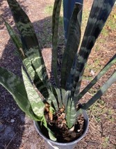 Snake Plant Mother in law Tongue In 1 Gallon Pot - £7.75 GBP