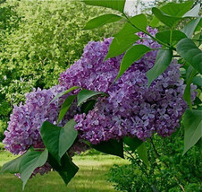 5 French Lilac Tree Seeds-1146 - £3.12 GBP
