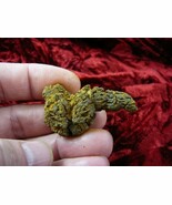 PP280-218) 1-1/2 Genuine Fossil TURTLE POOP Coprolite Madagascar DUNG WE... - $14.99