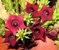 Huernia schneideriana, asclepiad stapeliad rare red color plant exotic 2&quot; pot - £11.18 GBP