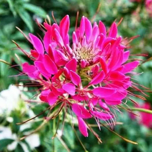 Fresh Cleome Cherry Queen Spider Plant Attracts erflies Bees 200 Seeds - $6.96