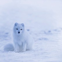 Snow and Wolf 40&quot; x 40&quot; Print On Canvas Painting Wall Art for Wall Décor... - $24.45