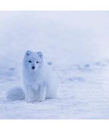 Snow and Wolf 40&quot; x 40&quot; Print On Canvas Painting Wall Art for Wall Décor... - $33.50 CAD
