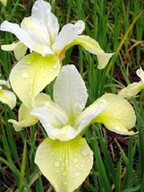 20 seeds Yellow And White Iris Siberica Flower Drought And Frost Hardy F... - $8.35