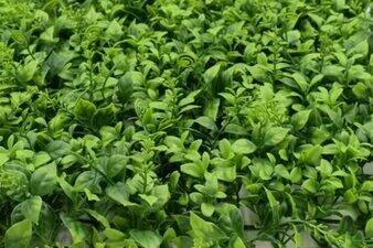 Peanut in one Shell with Red Skin Organic, 10 seeds