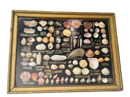 Seashell Collection Mixed Lot Sea Shell Clams Framed Mussels Cats Paw Eye 13X10 - £185.10 GBP