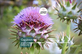 Cardoon Seeds | Heirloom Non-GMO | Mediterranean Delicacy | 2-5 Feet Tal... - $4.99+