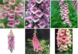 Two Toned Beautiful Pink And White Foxglove Flower 100 Seeds Fresh Garden USA SE - £7.09 GBP